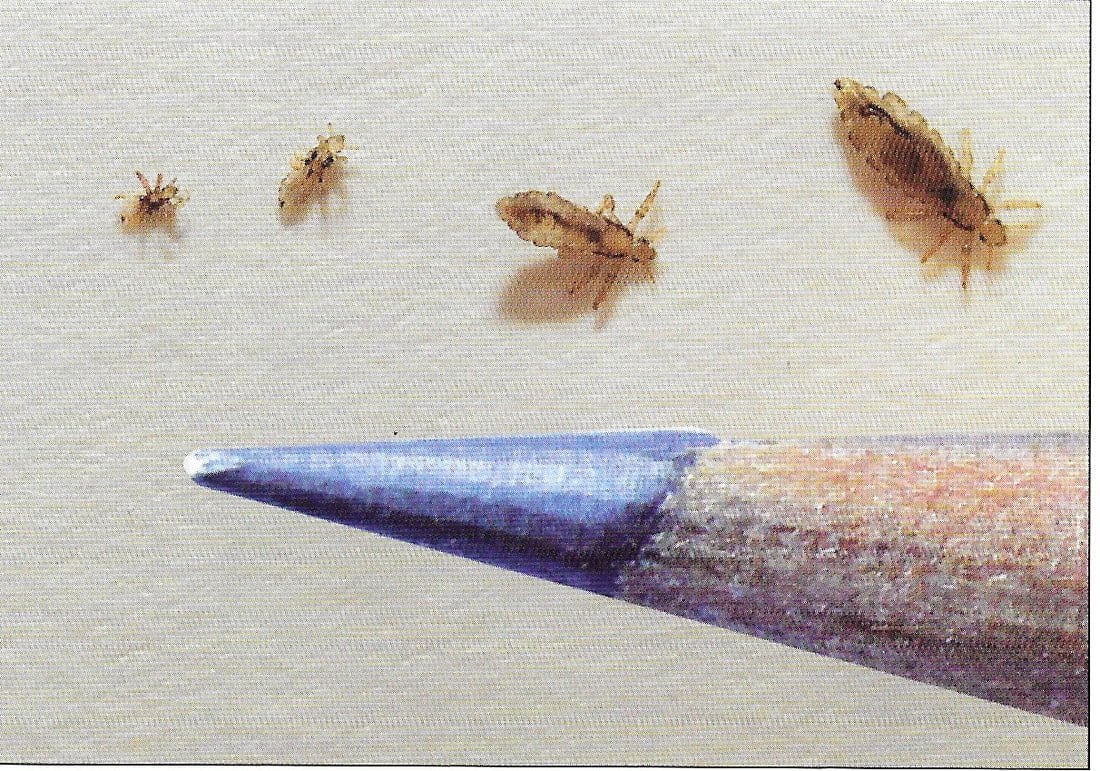 Head lice life cycle compared to a pencil tip